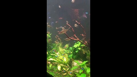 small fish in aquarium water