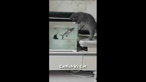 Catfish Vs cat 😂😂 cat funny moments 😹 Funny pets life #7