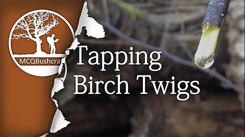Bushcraft Foraging: Tapping Birch Water (tree friendly)