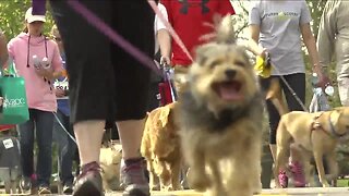 Furry Scurry walk going virtual this weekend