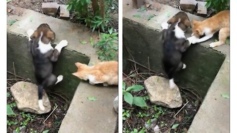 Cat how to help dog 😲 cat vs dog friendship video