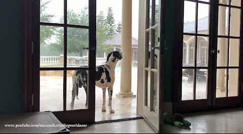 Funny Great Dane Stops Playing To Watch The Florida Rainstorm