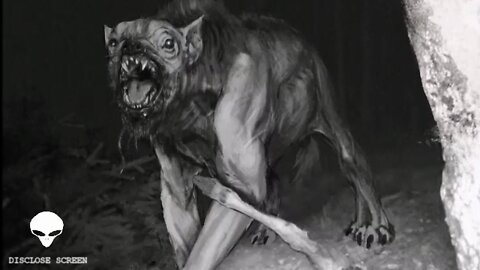 Strange but true stories. No. 7. The 18th century Werewolf of Gévaudan.