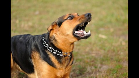 How To Make Dog Become Fully Aggressive In a Few Simple Steps