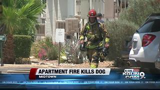 Dog dies in two-story apartment fire in midtown