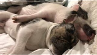Bulldog och gris som gillar att sova tillsammans