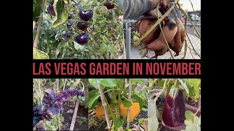 Zone 9a Las Vegas Garden in November / Indigo Rose Tomatoes/ Bell Peppers/ Sweet Potatoes & More!