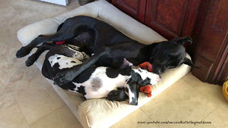 Great Dane plays in doggy bed with puppy friend