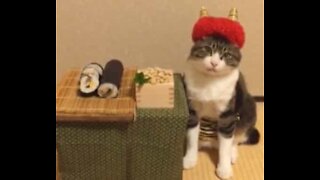 Gato adora comer refeições japonesas