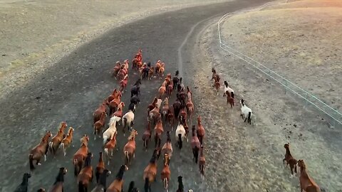 Cowboy: Last of a Dying Breed