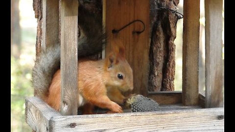 Squirrel. How many of you will notice a woodpecker?