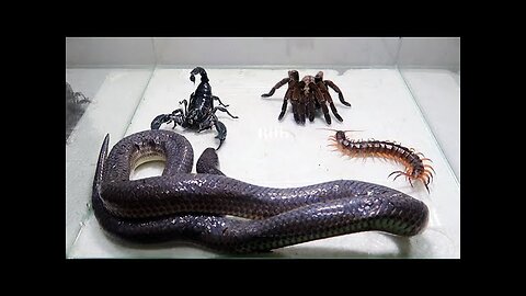 Poison Snake Scorpion Tarantula Centipede