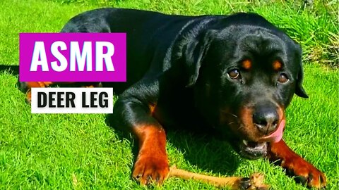 ASMR: Rottweiler Eating Deer Leg