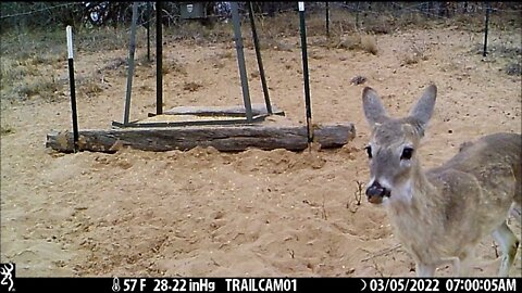 Game Cam 3-4-5-2022