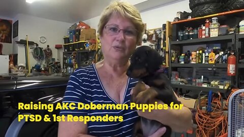 Raising AKC Doberman Puppies for PTSD & 1st Responders