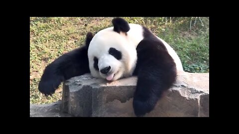 panda funny moment video compilation