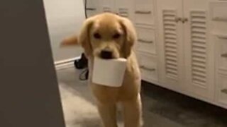 Cão rouba rolo de papel higiênico!