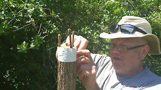 HOW TO DO BARK GRAFTING ON A WILD WALNUT TREE