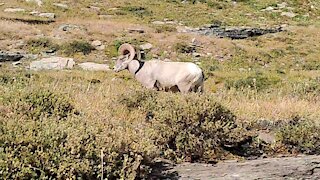 Bighorn Sheep Glacier National Park, Montana