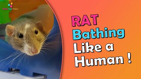 The Shocking Sight of Rat Bathing Like a Human