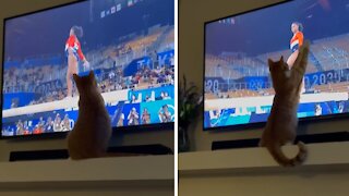 Olympics-loving Kitty Gets Mesmerized By Gymnast