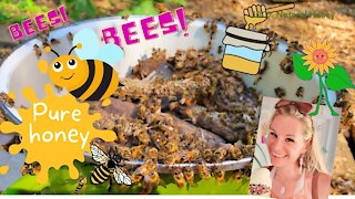 Feeding Our Honey Bees 🐝🐝🐝
