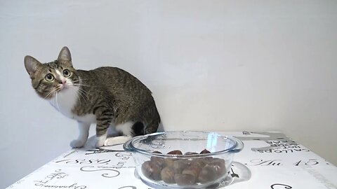 Cat Is My Supervisor in the Kitchen