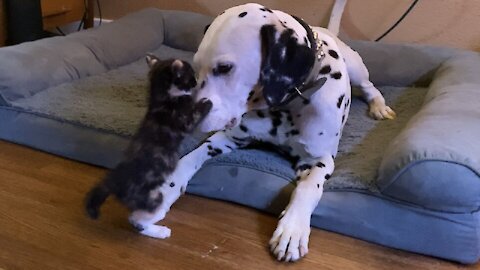 Crazy foster kitten enjoys playtime with Dalmatian friend
