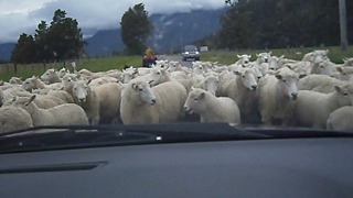 The Running Of The Sheep!