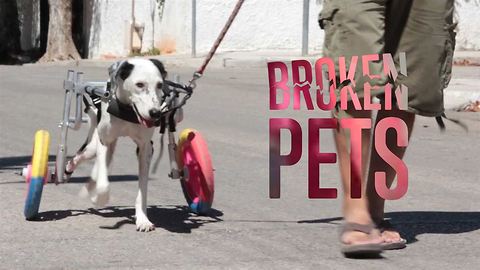 The pets whose lives really are better on two wheels