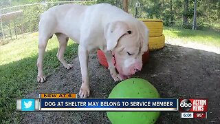 Dog of possible deployed military member abandoned at shelter by caretaker