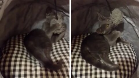 Kitten Plays With Toy In Cutest Possible Way