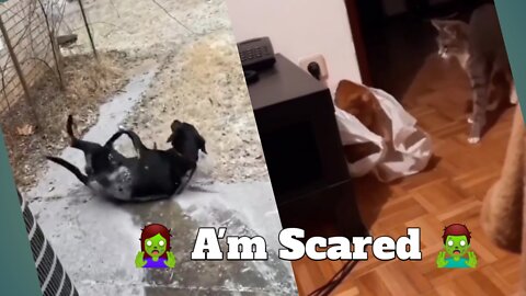 Very Funny Frightened and Scared Cats And Dogs