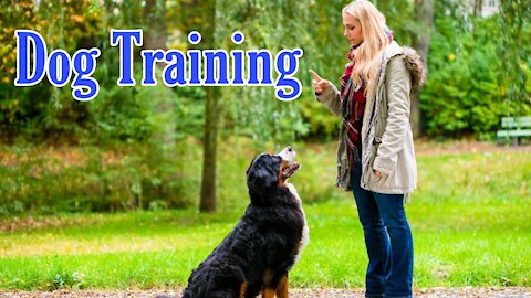 Best Trained German Shepherd Dog