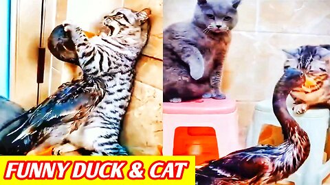 Funny DUCK and CATS 🤣🤣 Funny Pets videos 2024 😂😂 Funny animals videos😆😆
