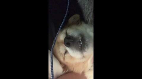 Funny Doggie Snoring Napping