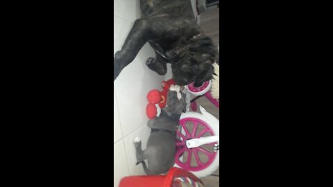 Sweet Mastiff gently plays with 10-weeks-old puppy