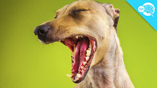 BrainStuff: What Does My Dog's Yawn Mean?