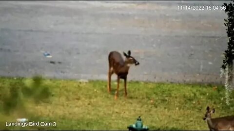 Doe and Youngling Forage For Dinner 🦌 11/14/22 16:04