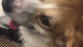 Corgi in backpack rides the subway