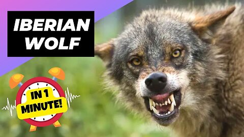 Iberian Wolf 🐺 The Fearsome Guardian Of The Peninsula! | Animals