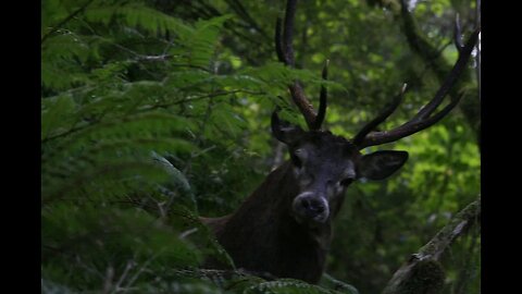 Roaring Red Stags of the Rugged South