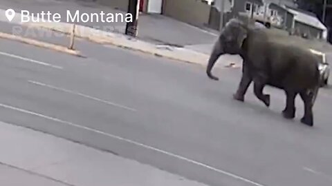 Security Cameras: Escaped Circus Elephant Roams the Streets in Butte, Montana