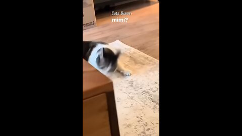 Funny Cats In One Minute