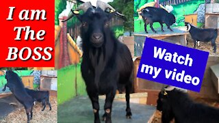 Fantastic family of goats, they are very creative