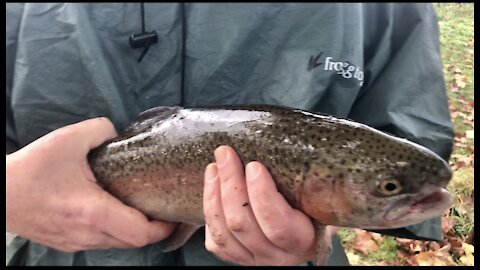 Cripple Creek Trophy Trout Fishing