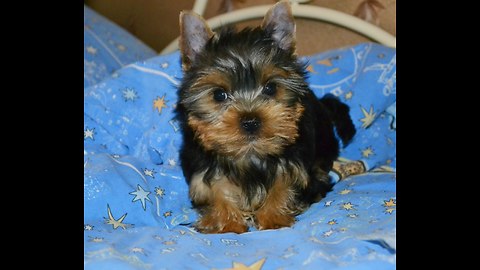 yorkshire terrier puppy crazy after shower