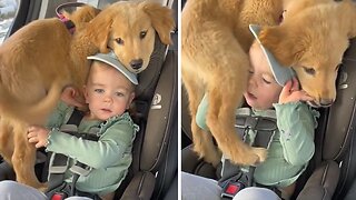 Clingy Puppy Wants To Sit Really Close To His Best Buddy