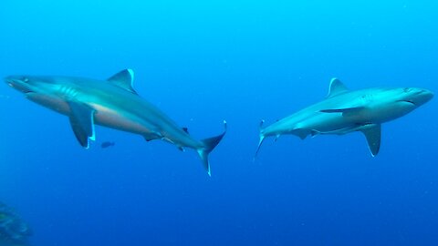 The mysterious and beautiful undersea world of the South Pacific