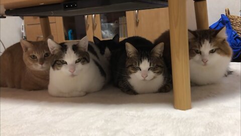 😽Winter only! Five cats snuggling up and sitting in a catloaf from Japan😽